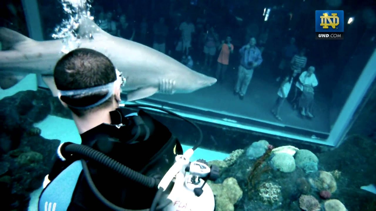 TJ Jones Swims With Sharks